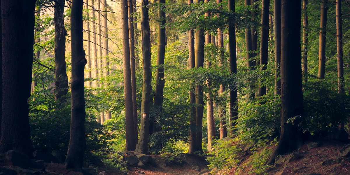 lucid dreaming guide