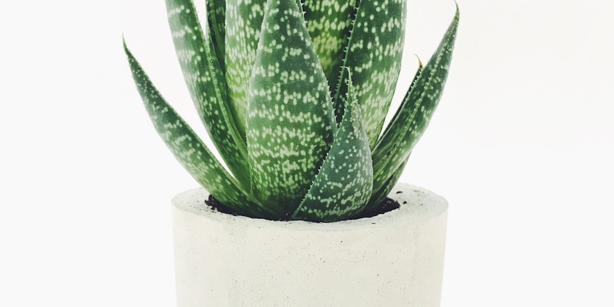 tarot major arcana guide