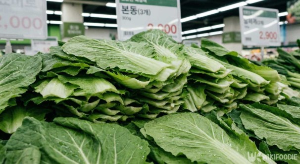 봄동 제철 채소 이미지